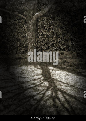 A sepia-toned spotlighted image of an Ash tree and its’ shadow in Utah, USA. Stock Photo