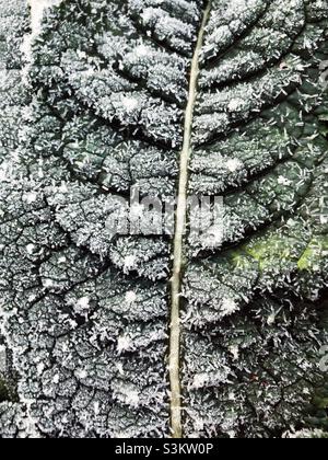 Close up shot of a leaf that is covered in frost Stock Photo