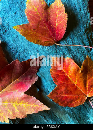 Fall color - maple leaves on grey stone Stock Photo