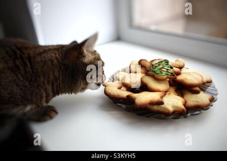 Cat and Christmas cookies Stock Photo