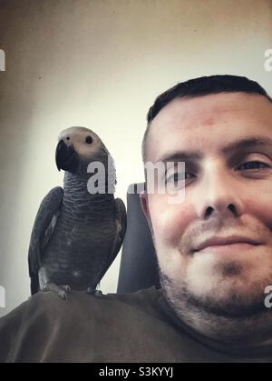 Baby African Grey Parrot sitting on man’s on shoulder Stock Photo