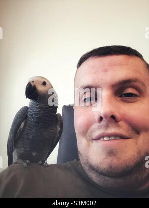 Baby African Grey Parrot sitting on man’s on shoulder Stock Photo