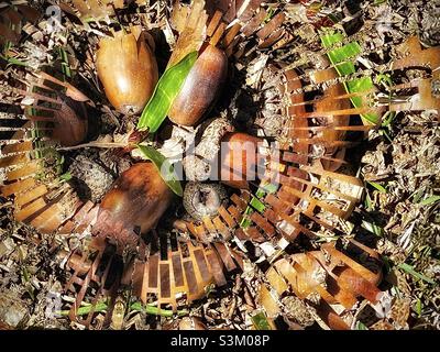 Ground covered w/acorns from an English Oak tree, focusing on one that is beginning to sprout. IOS app Fragment was used to create the encircling transparent strips for an abstracted artistic effect. Stock Photo