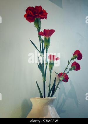 Red carnation flowers on the white flower vase. Stock Photo