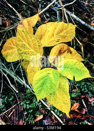 Leaves of the Sweet Shrub plant during autumn season. Stock Photo