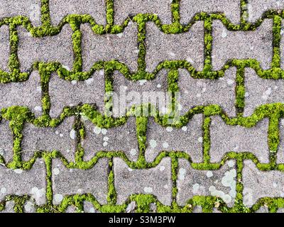 Paving stones overgrown with moss Stock Photo