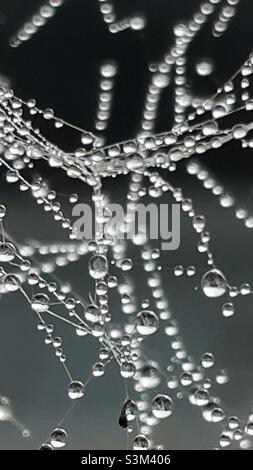 Dew drops Stock Photo