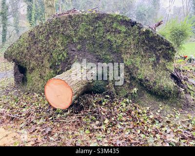 Uprooted tree after recent storms Stock Photo