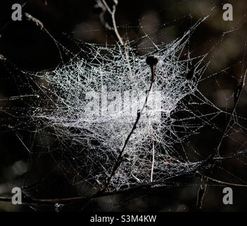 A chaotic tangle of cobwebs covered in morning dew Stock Photo
