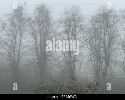 A row of trees along the edge of the Pitchcroft racecourse in Worcester seen through the morning mist Stock Photo