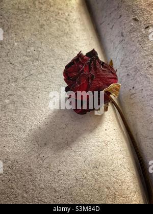 Dried rose against off white journal. Stock Photo