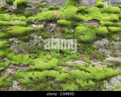 Vivid green moss growing on an old wall by the Riverside in Worcester Stock Photo