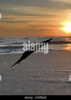 Select focus of a bird feather in beach sand with blur sunset sky background Stock Photo