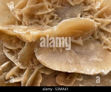 A geological specimen from Tunisia of so-called sand rose or Desert Rose Stock Photo