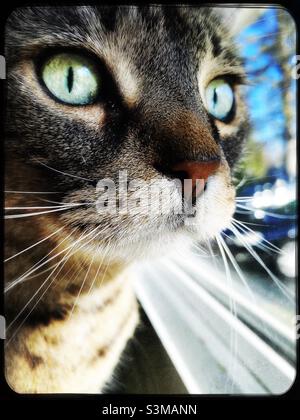 Close up of tabby cat looking out window Stock Photo