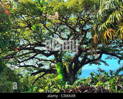 400 year old Saman Tree at Romney Manor on St.Kitts in the West Indies Stock Photo