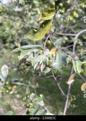 Silver raisin bush, Grewia Monticola, grey raisin, Mogwana, Botswana indigenous fruits, wild fruit, Kenya indigenous fruit Stock Photo