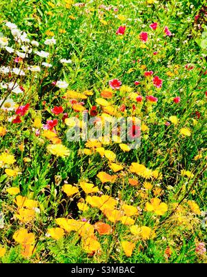 Wild flower butterfly bee garden in Pembrokeshire West Wales UK Stock Photo