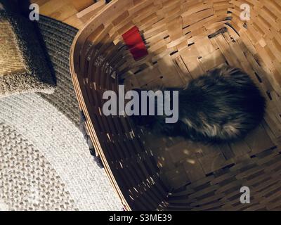 Fluffy medium haired cat in wicker laundry basket Stock Photo