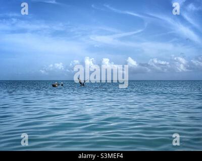 Four Pelicans in the ocean. San Juan Beach. Against blue sky. Stock Photo