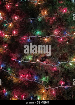 Christmas lights glowing around an outside pine tree, or "Christmas tree", sans snow, in Utah, USA. Stock Photo