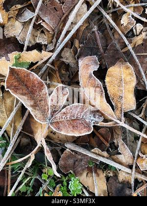 Curled, frosted leaves on ground. Stock Photo