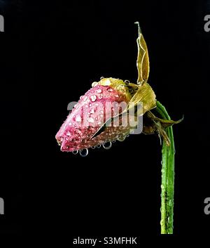 Faded rose bud. Stock Photo