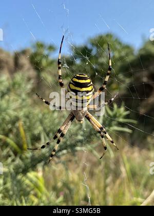 Close up photo of Wasp Spider (also called Tiger Spider or Argiope bruennichi) hanging on a spiderweb in the wilderness. Found in Galicia, Spain