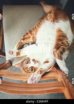 Orange and white cat in playful pose on chair looking up at camera. Stock Photo