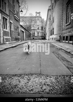 Buzz Reynolds Flying Trinity Lane Cambridge Cockapoo Dog Apricot Stock Photo