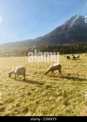 Schafe auf der Weide mit Hoher Munde
