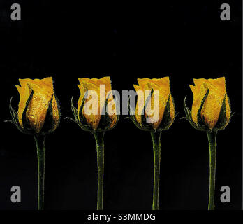 Four yellow roses. Stock Photo