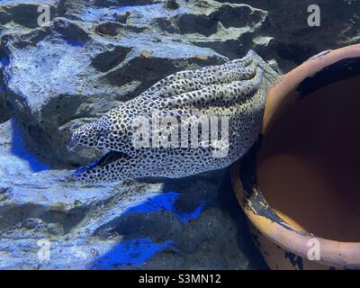 Spotted moray eel in a salt water aquarium Stock Photo