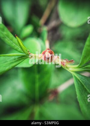 Portrait of Swamp Azalea ready to bloom. Stock Photo
