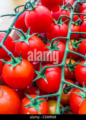 Close up of red Cherry tomatoes on the vine Stock Photo