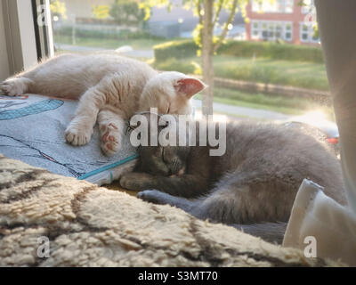 Two cute kittens napping on the sunny windowsill