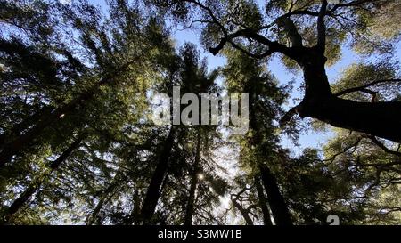 Looking up at sky through tall trees with sun coming through leaves Stock Photo