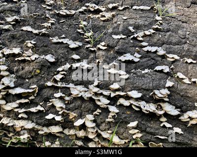 Detail of fungi growing on a rotting log Stock Photo