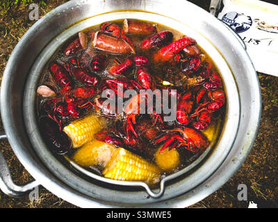 Crawfish and corn boiling in a silver stockpot for a crawfish boil. Stock Photo