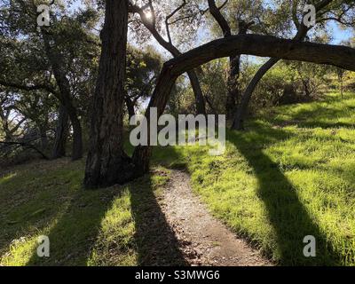 Path leading through grass, past bending tree trunks, backlit and silhouetted by low sun Stock Photo