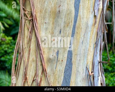 Close up view of a Eucalyptus tree in the rainforest at the Tamborine Forest Skywalk Stock Photo