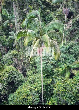 Palm tree seen from the Tamborine Forest Skywalk in Queensland, Australia Stock Photo
