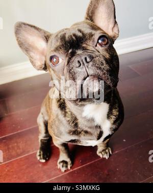 Brindle and white French bulldog Stock Photo