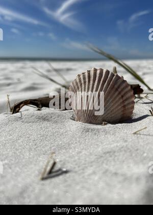 Seashell on white sand beach Stock Photo