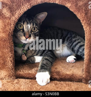Pretty short haired female tabby cat lounging in a kitty condo. Stock Photo