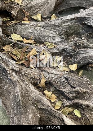 A close-up of an old tree stump, gnarled and scattered with dead leaves, part of a display in a Leicestershire Garden Centre Stock Photo