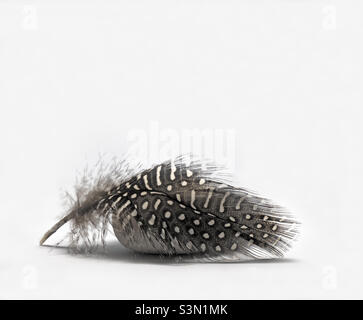 A black and white patterned feather rests against a white pebble on a white background Stock Photo