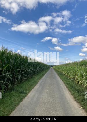 Small rural road with blue sky, cumulus clouds and corn fields on both sides Stock Photo