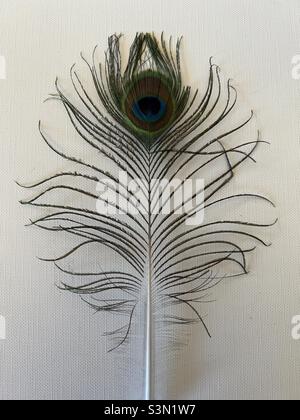 Single peacock feather on white canvas background Stock Photo