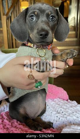 Billie Reynolds Miniature Dachshund Puppy Girl Small Cute Dog Puppy Eyes Stock Photo